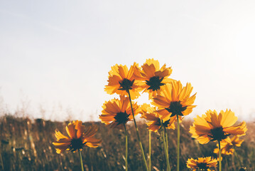beautiful green summer meadow with wildflowers in bloom, close up. flowery field natural background.