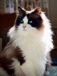 Portrait of ragdoll cat 