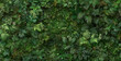 a image of a dense jungle canopy seen from above, with layers of foliage creating a lush and vibrant mosaic of green