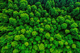 Fototapeta Na ścianę - drone view rain  forest