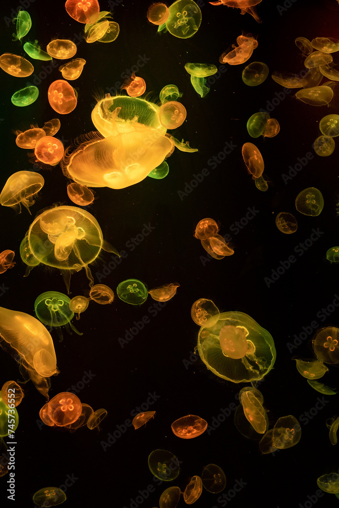 colorful jellyfish glowing in the dark water aquarium background ...