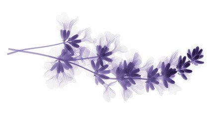 Wall Mural - Aesthetic botanical x-ray of lavender. Harmonious forms. Minimalism concept. Light color palette. Generative AI