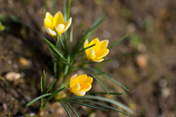 Canvas Print - crocus flowers -  one of spring flowers