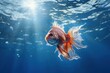 Siamese Fighting Fish swimming in the lake. underwater photography