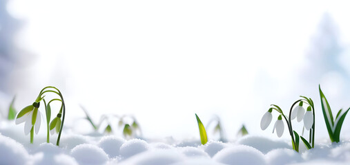 Aufkleber - Beautiful gentle spring background with snowdrop flowers on the snow in nature.