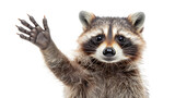 Fototapeta Zwierzęta - A curious raccoon, a member of the procyonidae family, stands on its hind legs with its hand raised, showcasing its sharp snout and wild mammal instincts