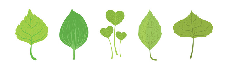 Poster - green grass plant part and element vector set