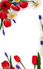 Wall Mural - Red flowers tulips, narcissuses and blue flowers muscari on a white white background with space for text. Top view, flat lay