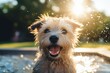 © Ilia K - Happy dog splashing and playing gleefully in the water on a bright and sunny summer day