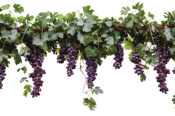 Grape with leaves isolated on transparent background.