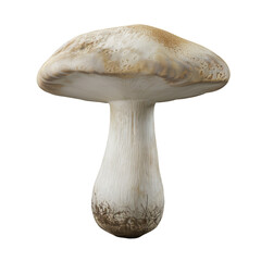 mushroom isolated on transparent background, png