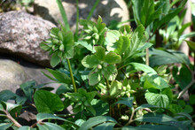 Sunny Spring Day. Blossoming Of A Helleborus In A Closing Stage. White Flowers Became Green.