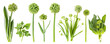Set of Green allium cepa plant set , isolated on transparent background