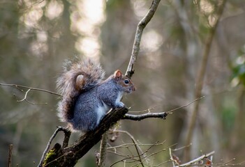 Poster - Squirrel perched on a tree branch near lush foliage