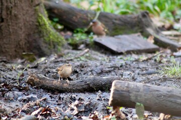 Wall Mural - Wren (Troglodytes troglodytes) in the forest