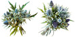 set of bouquet made with Sea Holly flowers, isolated on transparent background