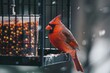 Bright red male northern cardinal songbird perched bird on a backyard feeder.
