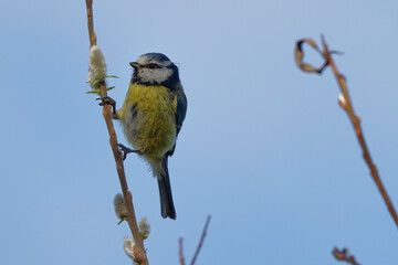 Poster - mésange bleue - cyanistes caeruleus,