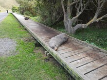 Sea Lion Resting On The Boardwalk Next To A Road In New Zealand