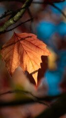 Wall Mural - yellow autumn leaves and black trunks against a blue sky.