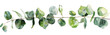 creeper made with watercolor eucalyptus leaves, isolated on transparent background