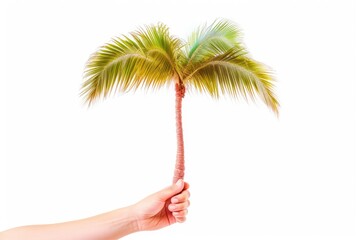  hand holds a palm tree. holiday concept
