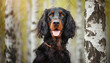 Dog breed setter gordon portrait in a birch grove.