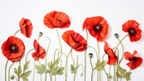 Fototapeta Maki - Blossoming poppies on a white background. Neutral background space for copyright.
