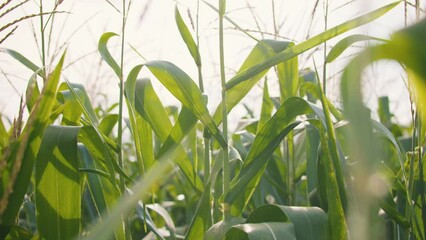 Wall Mural - slow motion of green corn in the agricultural field sways in the breeze