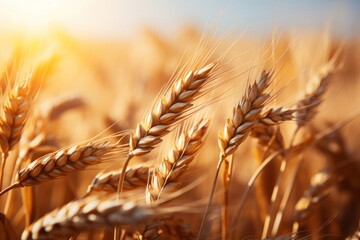 Poster - Wheat Field Close Up With Sun Background Generative AI