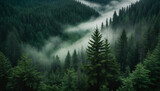 Fototapeta Londyn - A dense forest with towering fir trees, their deep green leaves enshrouded in a mysterious fog and amidst the mist, hints of emerald hues dance, creating an enchanting atmosphere