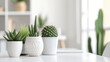 Cactus and plants on a white desk in an office.