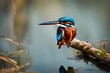 Wild Kingfisherbird, animal, nature, wildlife, kingfisher, green, 