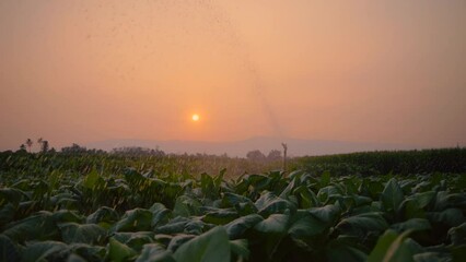 Wall Mural - Watering the tobacco with a water sprinkler irrigation system in the evening with light sunset, tobacco plants used as raw materials in cigarette manufacturing, Slow motion