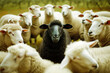 black sheep in the middle of white sheep circle