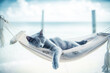 grey cat sprawled on a hammock swaying gently on seaside