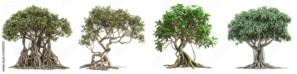 A stunning collection of four banyan trees, each with elaborate root ...
