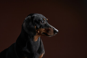 A poised Dachshund dog gazes alertly, its sleek black fur and tan markings highlighted against a muted backdrop. The studio lighting accentuates its attentive eyes and glossy coat