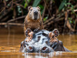 Unbothered capybara on a hippo's head while crossing the river, funny animals conceptual image 