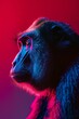 Close-up portrait of a monkey with dramatic red and blue lighting, highlighting its thoughtful expression