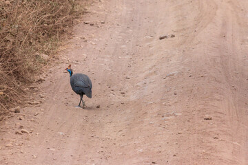 Wall Mural - Helmeted guineafowl (Numida meleagris) walking on dirt road, Tanzania