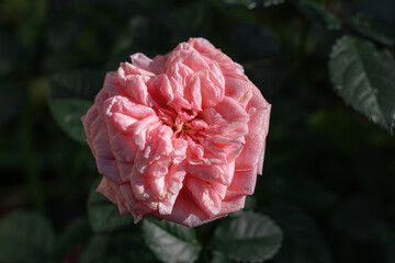 Wall Mural - A delicate pink rose flower on a blurred green background.