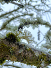 Canvas Print - Icy Lichen on Tree Branch 02