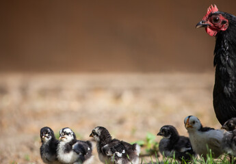 Canvas Print - A hen a brood hen with chickens