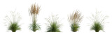 Fototapeta  - Set of frontal Prairie dropseed Sporobolus heterolepis and Calamagrostis acutiflora (Karl Foerster) grass isolated png on a transparent background perfectly cutout high resolution
