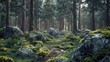 forest with pine trees and moss on rocks