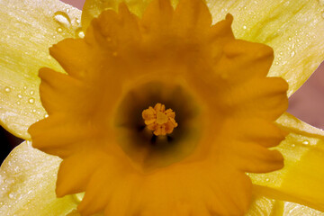 Canvas Print - Trumpet Daffodil Mandala 02