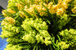 黄緑色のシンビジウムの花　世界の洋蘭