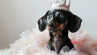 Dachshund vestido de princesa, cachorro da realiza 