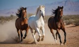 Fototapeta Konie - The horses run gallop